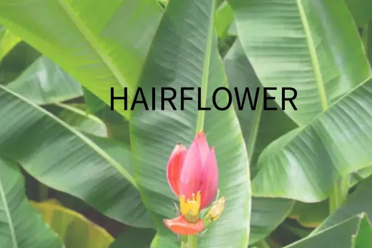 HAIRFLOWER-Banana Flower Extract